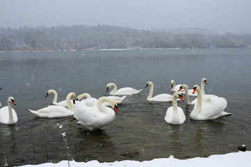 White swans on the winter lake © mikhailgrytsiv