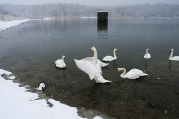 White swans on the winter lake © mikhailgrytsiv
