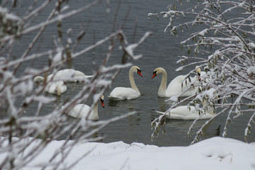 White swans on the winter lake © mikhailgrytsiv