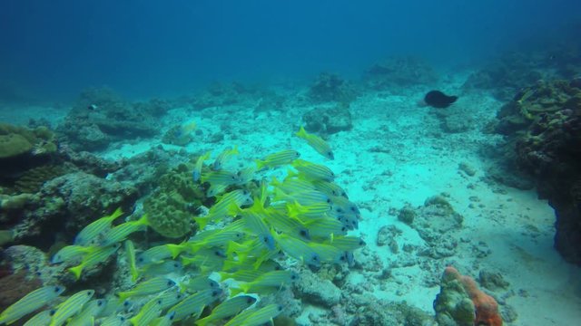 Snapper fish on coral reef 