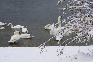 White swans on the winter lake © mikhailgrytsiv