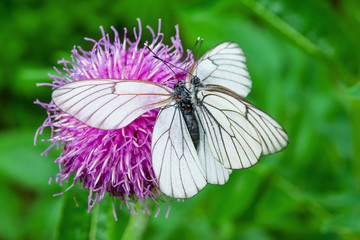 White butterfly Pieris brassicae, female and male on purple flower of medicinal plant Rhapónticum carthamoídes
