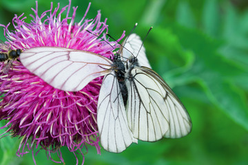White butterfly Pieris brassicae, female and male on purple flower of medicinal plant Rhapónticum carthamoídes

