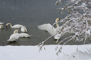 White swans on the winter lake © mikhailgrytsiv