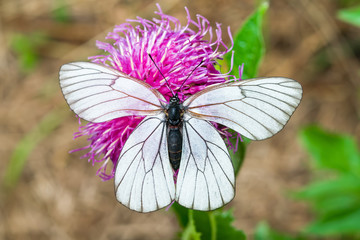 White butterfly Pieris brassicae, on purple flower of medicinal plant Rhapónticum carthamoídes,