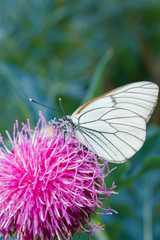 White butterfly Pieris brassicae, on purple flower of medicinal plant Rhapónticum carthamoídes,
