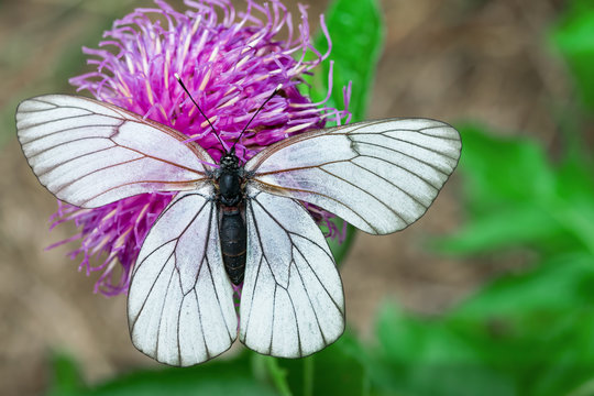 White butterfly Pieris brassicae, on purple flower of medicinal plant Rhapónticum carthamoídes,
