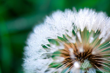 Macro shot of fluffy and fragile dandelion flower with rain drops in early morning. Concept of...
