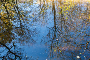 Reflex of trees on the water surface. Autumn.