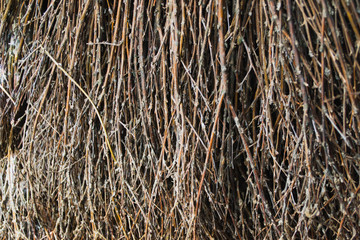 Many small brown broom twigs
