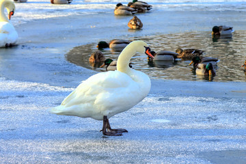 A beautiful white swan is standing on the blue ice of a frozen river in winter among the ducks swimming in the ice hole. © rospoint