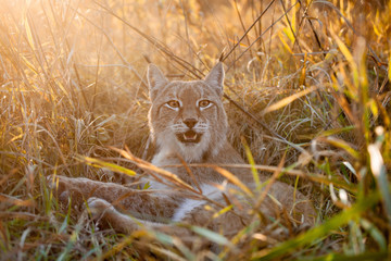 Abordable Eurasian Lynx, portrait in autumn field