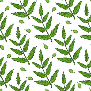 Neem. Berry, sheet, branch. Background, wallpaper, seamless. Sketch. Color drawing.
