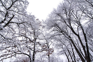 Heavy snow storm in park. Trees covered with deep, white and fluffy snow. Beautiful winter landscape scene outdoors. Concept of shoveling backyard. Winter wonderland after snow storm and hurricane