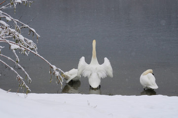 White swans on the winter lake © mikhailgrytsiv