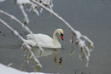 White swans on the winter lake © mikhailgrytsiv