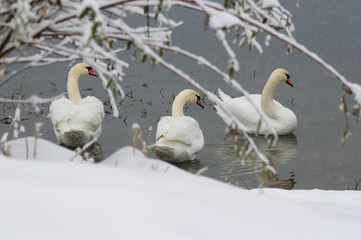 White swans on the winter lake © mikhailgrytsiv