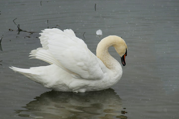 Fototapeta premium White swans on the winter lake