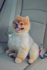 pomeranian dog cute pet sitting in vehicle car travel road trip