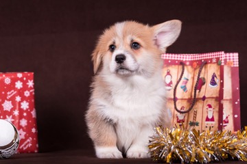 Puppy Corgi in a Christmas interior.Brown background.the concept of comfort and warmth.