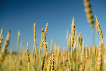 Fototapeta premium Wheat field with a ladybug and countryside scenery.