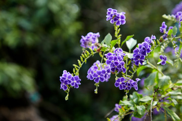 Small purple flowers with bright green leaves