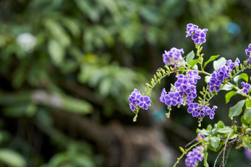Small purple flowers with bright green leaves