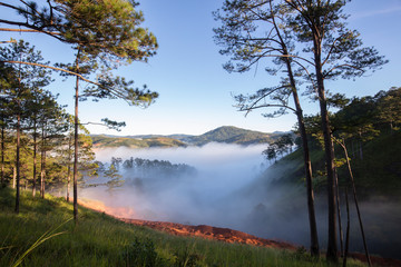 Fototapeta na wymiar Pine forest valley in mistty sunlight morning