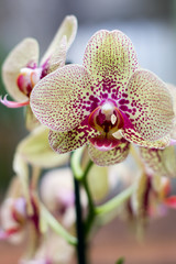 orchid on green background