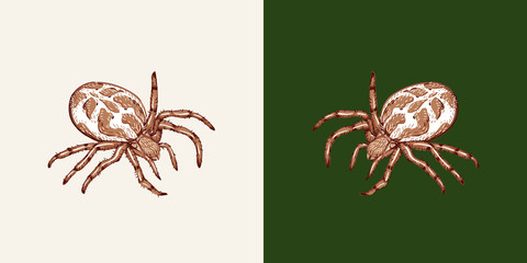 Spider on a white background and a uniform green background. Vector spider isolated