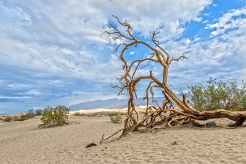Tree in Mesquite Flat Sand Dunes in Death Valley in California