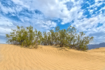 Fototapeta na wymiar Mesquite Flat Sand Dunes in Death Valley in California