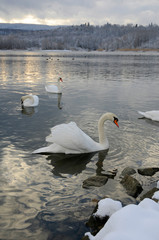White swans on the winter lake © mikhailgrytsiv