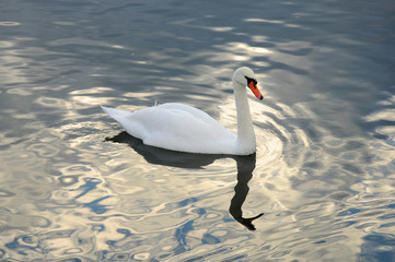 White swans on the winter lake © mikhailgrytsiv