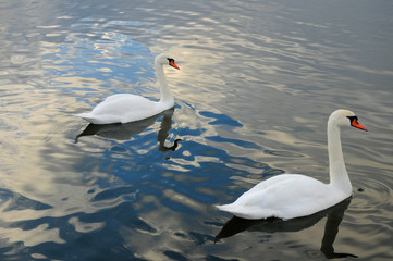 White swans on the winter lake