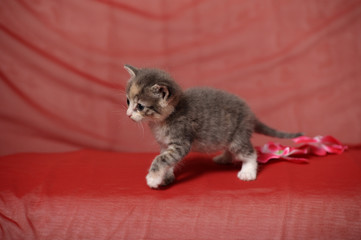 cute little tricolor blue-eyed kitten on a red