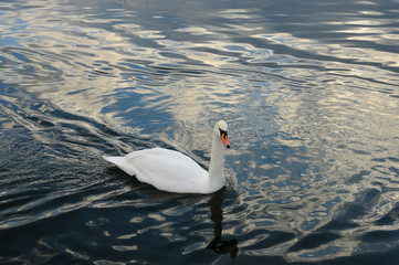 White swans on the winter lake © mikhailgrytsiv