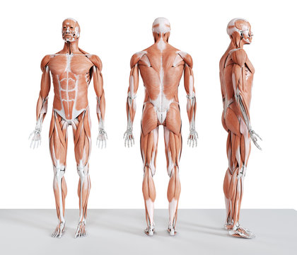 3d rendered medically accurate illustration of the male muscle system