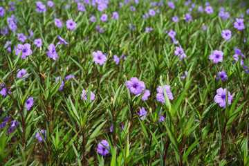 Obraz na płótnie Canvas Purple flower in garden