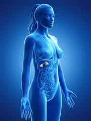 3d rendered medically accurate illustration of a womans adrenal glands