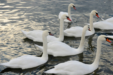 White swans on the winter lake © mikhailgrytsiv