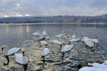 White swans on the winter lake © mikhailgrytsiv