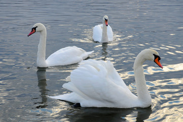 White swans on the winter lake © mikhailgrytsiv
