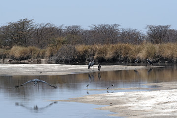 Marabou storks on the Nata River in the Nata Sanctuary, Botswana
