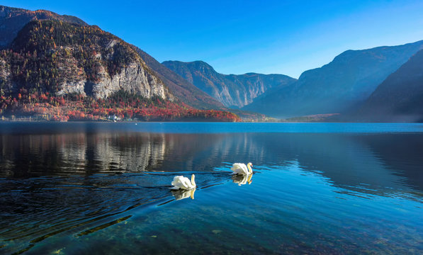 Two beautiful swans enjoy swimming in crystal clear water of mountain Hallstatt lake with stunning view on old historic village and lake with blue sky, historic church and mountains