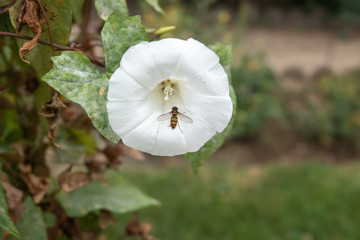 Marmalade Hover Fly on False Bindweed Flower