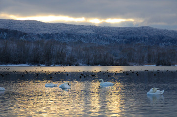 Obraz na płótnie Canvas White swans on the winter lake