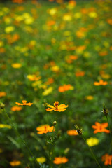 cosmos flower close-up