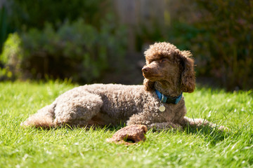 A miniature chocolate poodle lying on a green lawn on a sunny summers day.