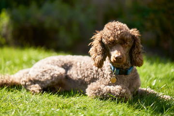 A miniature chocolate poodle lying on a green lawn on a sunny summers day.